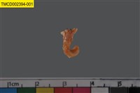 藏品(寄居蟹)的圖片